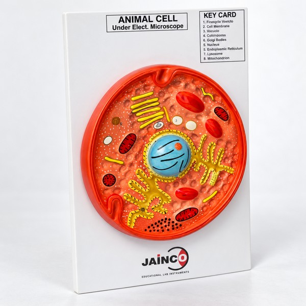 Animal Cell Model